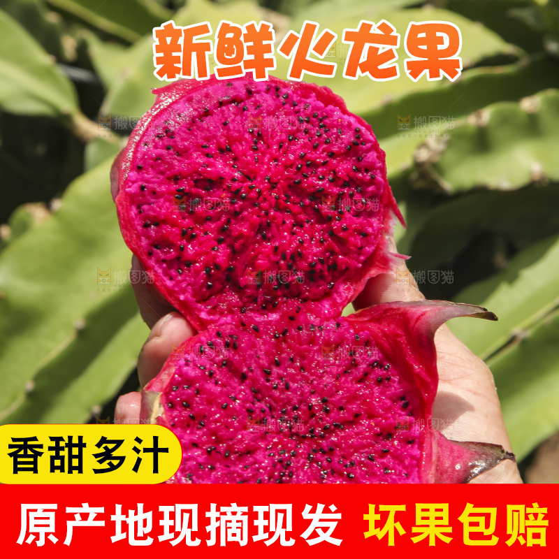 火龙果产地