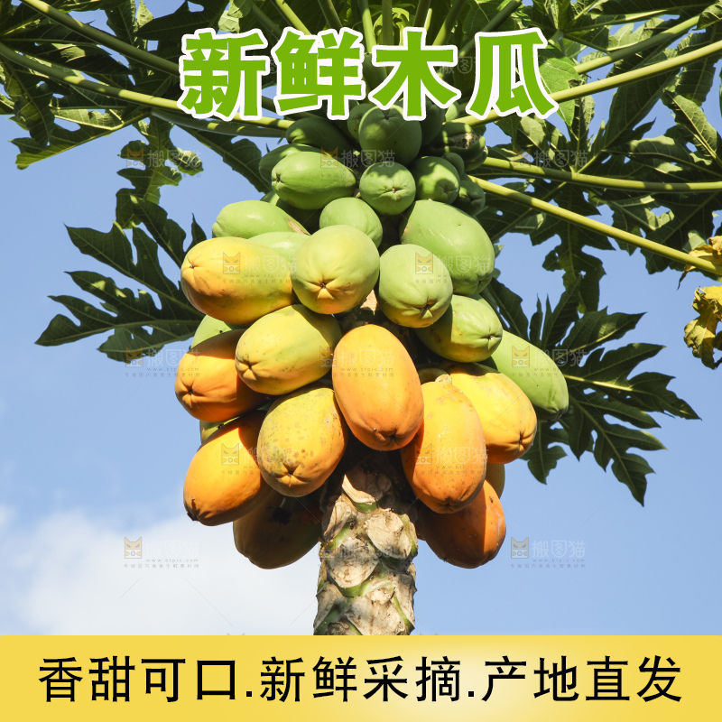 树上的木瓜