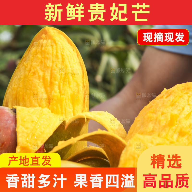 树上的新鲜芒果