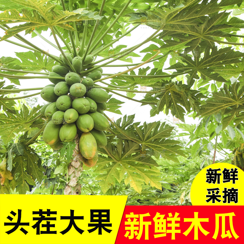 树上的木瓜