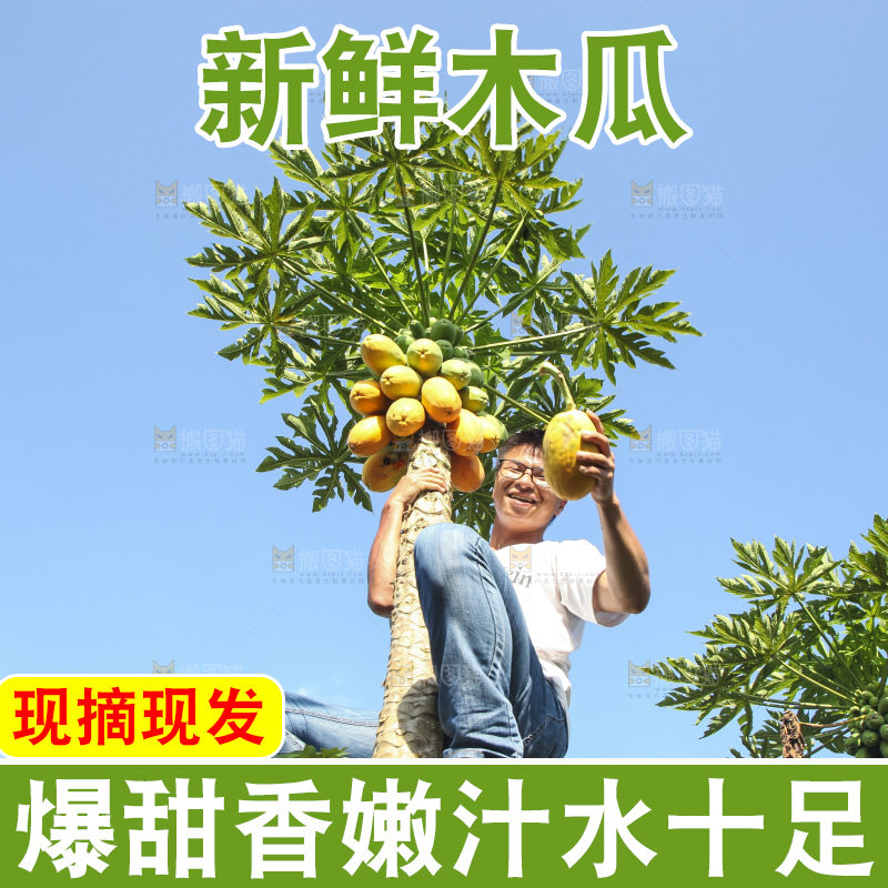 树上的木瓜