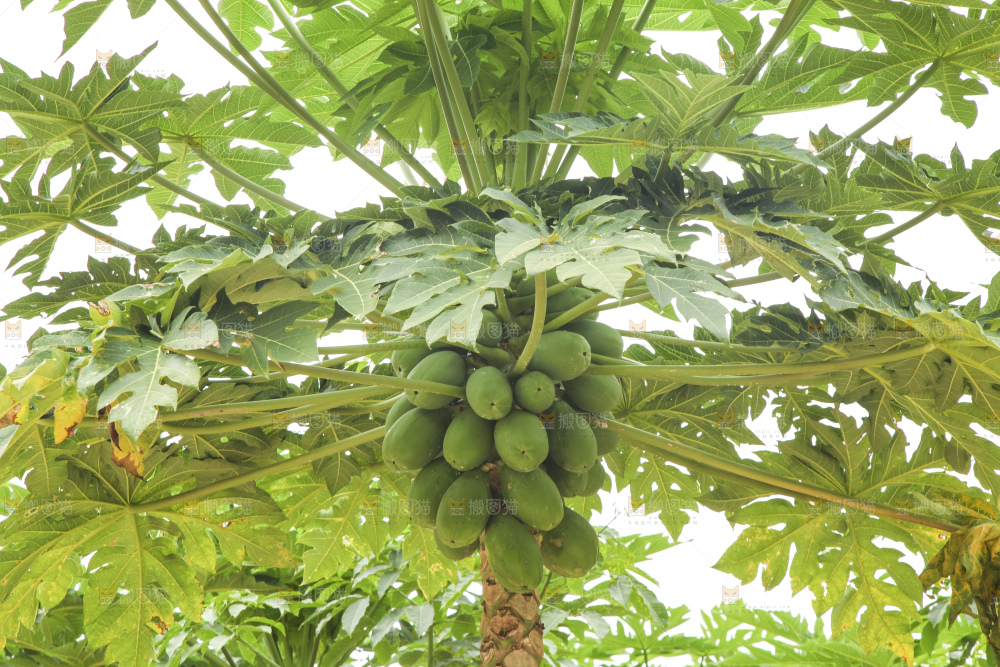 树上的木瓜
