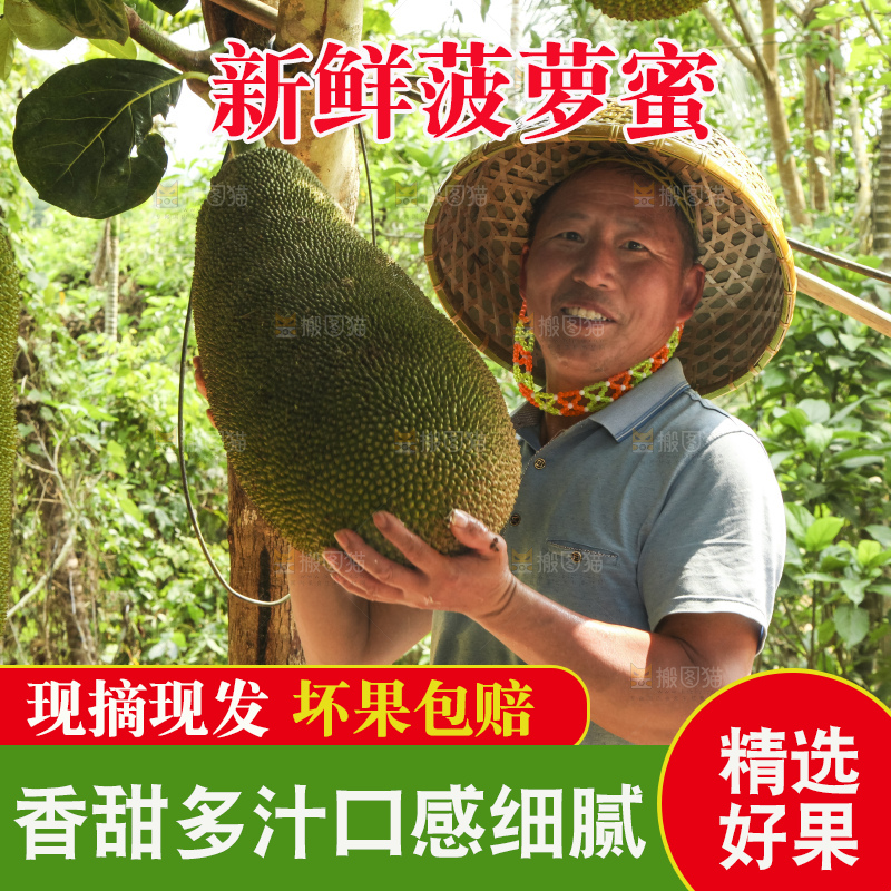 树上的新鲜菠萝蜜