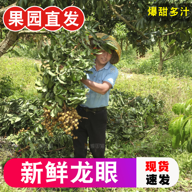树上的新鲜龙眼