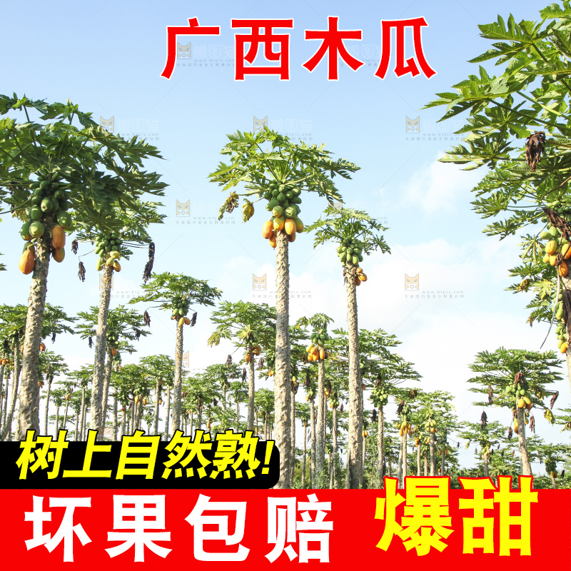 树上的木瓜