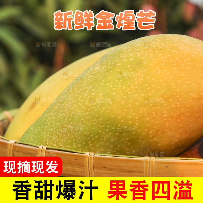 手里拿着金煌芒