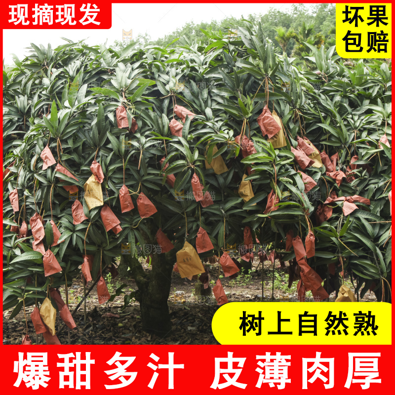 树上的新鲜芒果