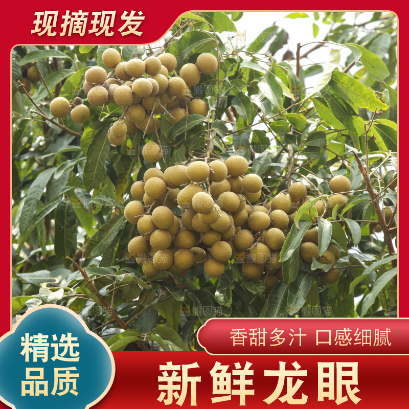 树上的新鲜龙眼