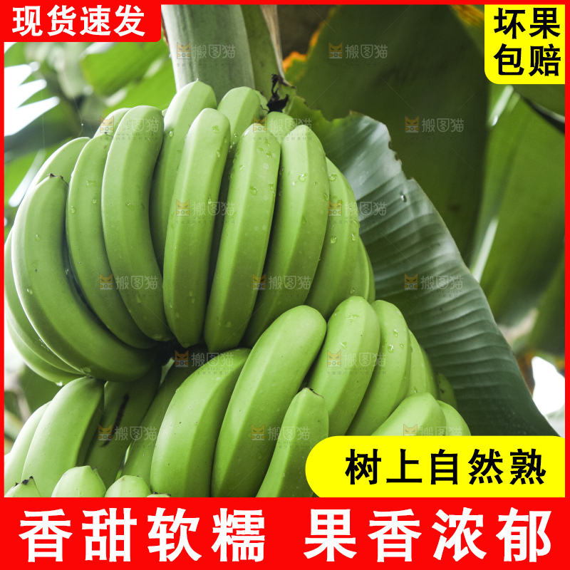 树上的新鲜香蕉