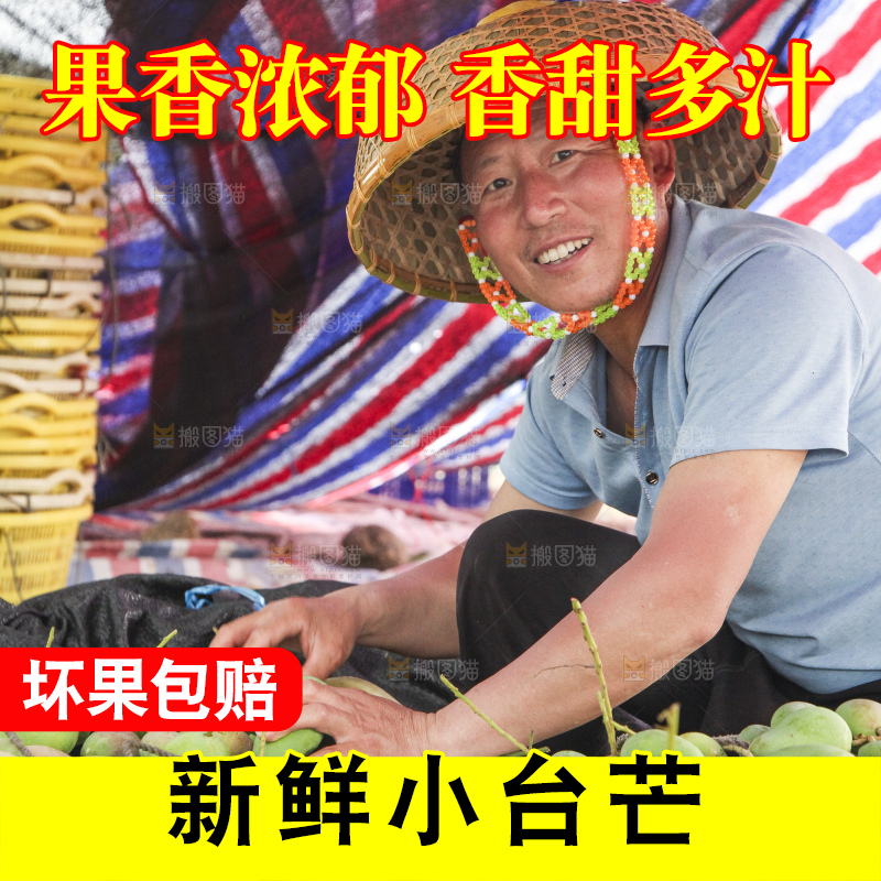树上的小台芒