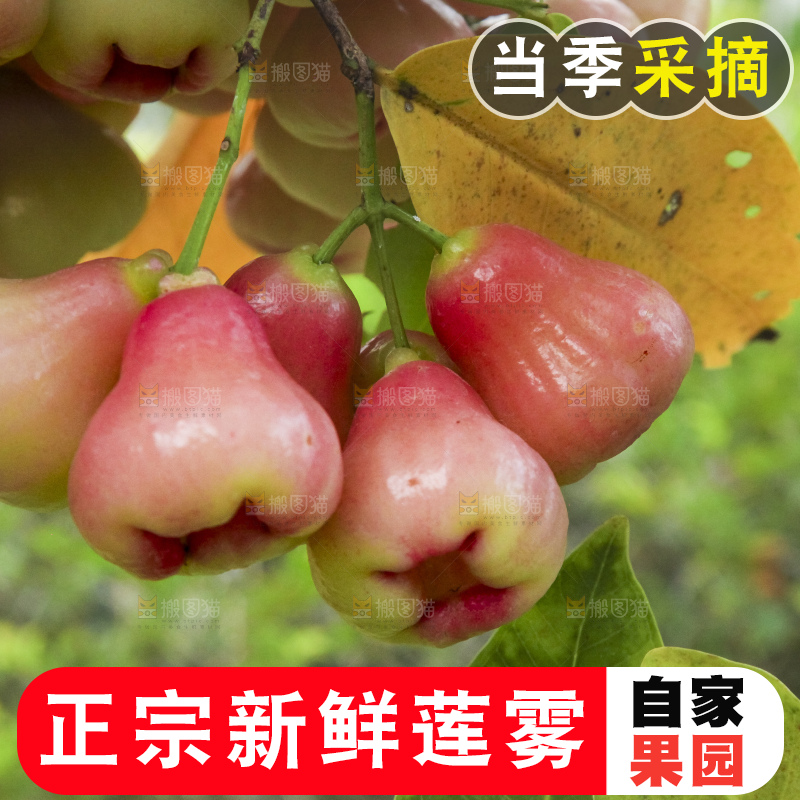 树上的新鲜莲雾