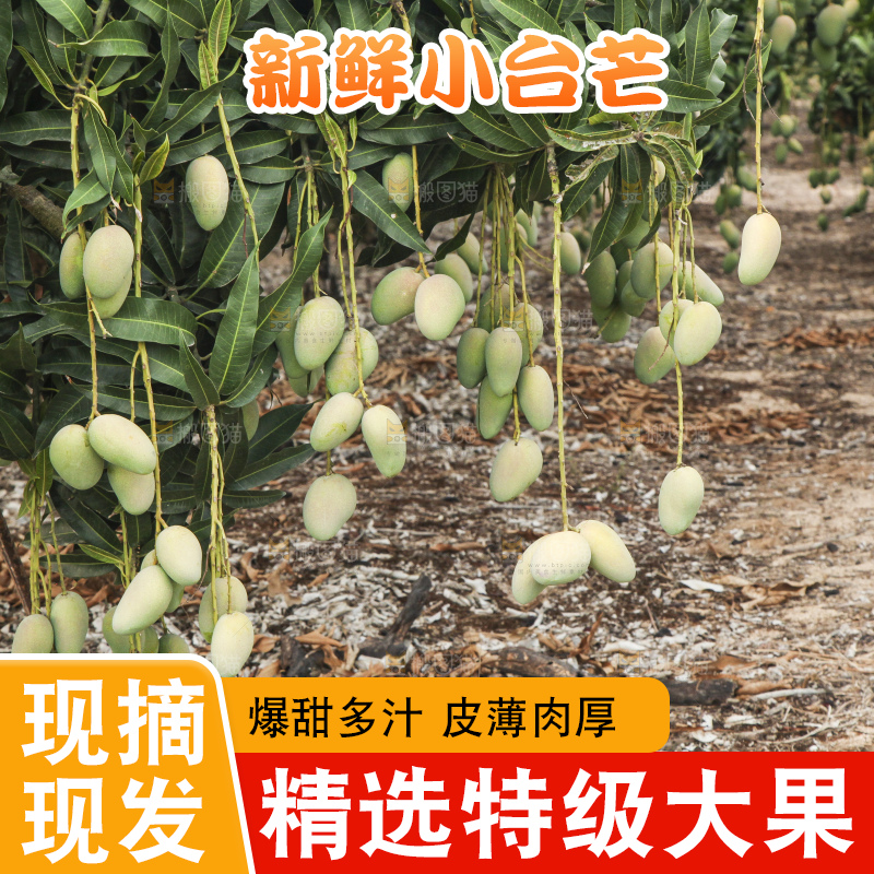 树上的小台芒