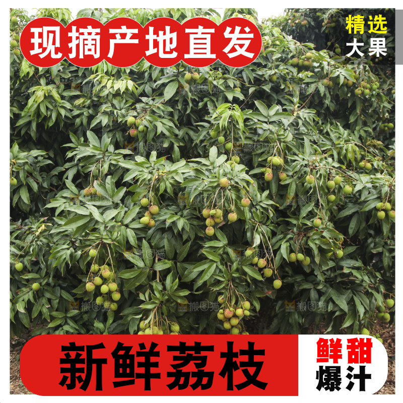 树上的荔枝