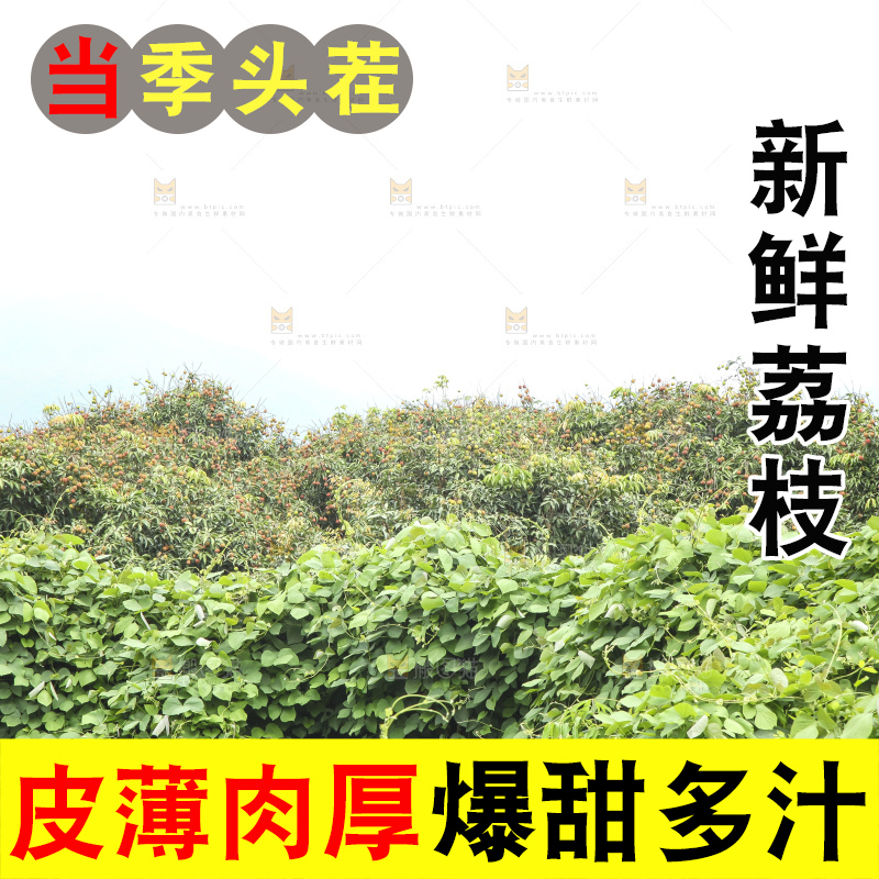 树上的荔枝