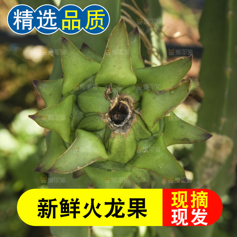 火龙果产地