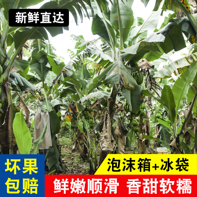 树上的新鲜香蕉