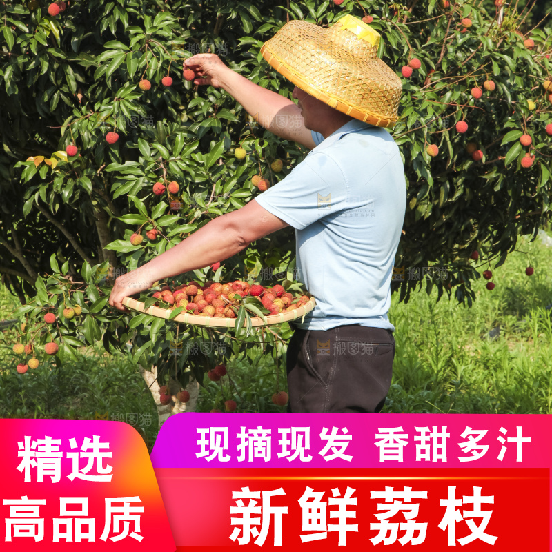 树上的荔枝