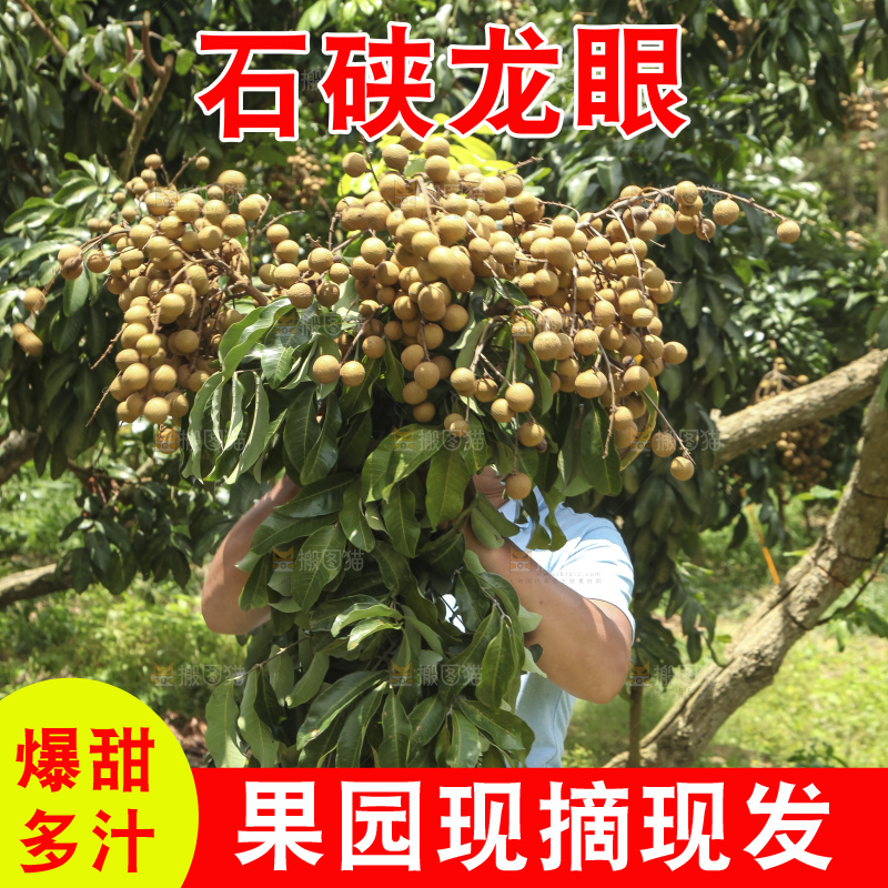 树上的新鲜龙眼