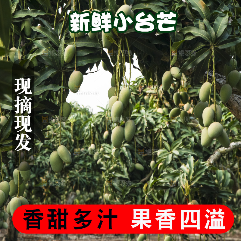树上的小台芒