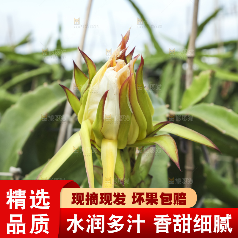 火龙果产地