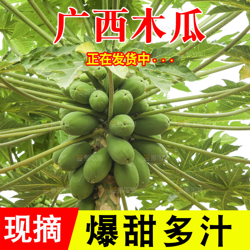 树上的木瓜