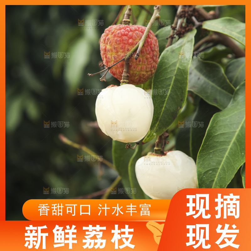 树上的荔枝