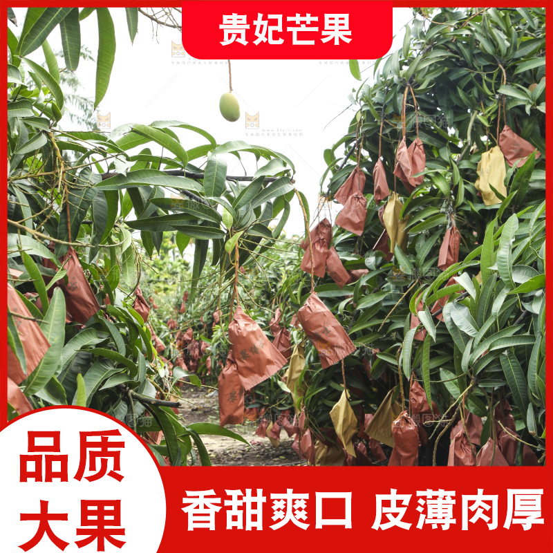 树上的新鲜芒果