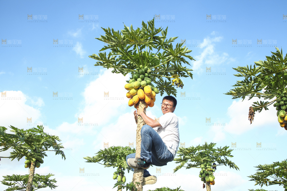 树上的木瓜