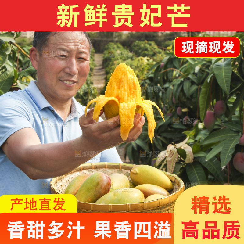 树上的新鲜芒果