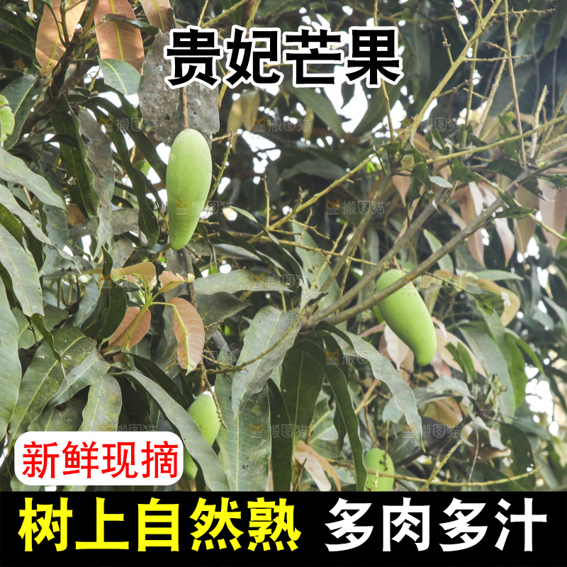 树上的新鲜芒果