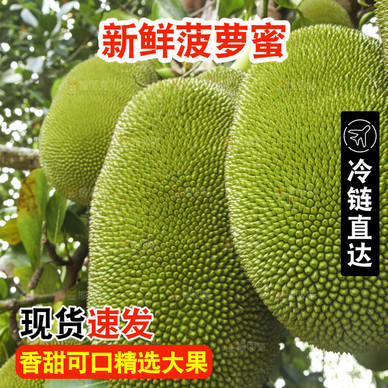 树上的新鲜菠萝蜜