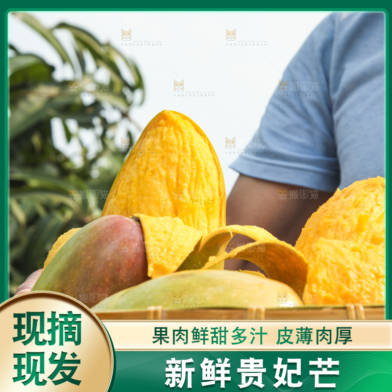 树上的新鲜芒果