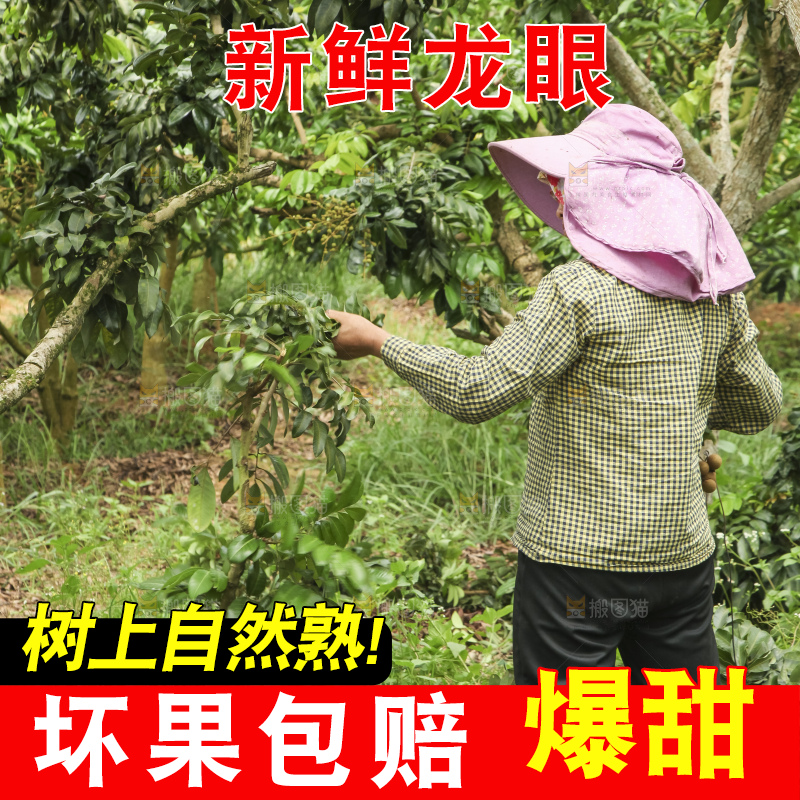 树上的新鲜龙眼
