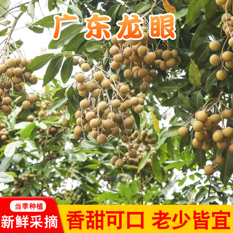 树上的新鲜龙眼