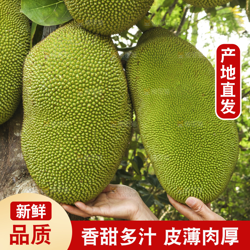 树上的新鲜菠萝蜜
