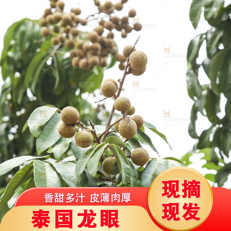 树上的新鲜龙眼