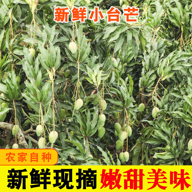 树上的小台芒