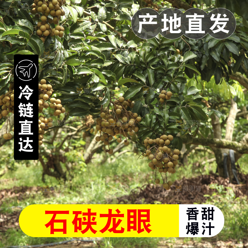 树上的新鲜龙眼