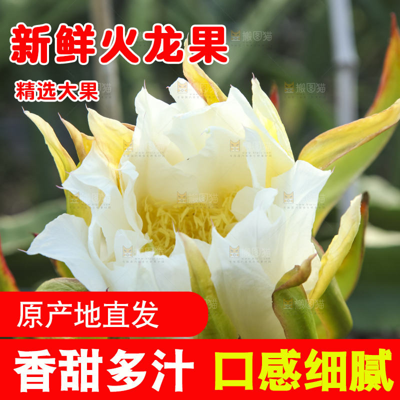 火龙果产地