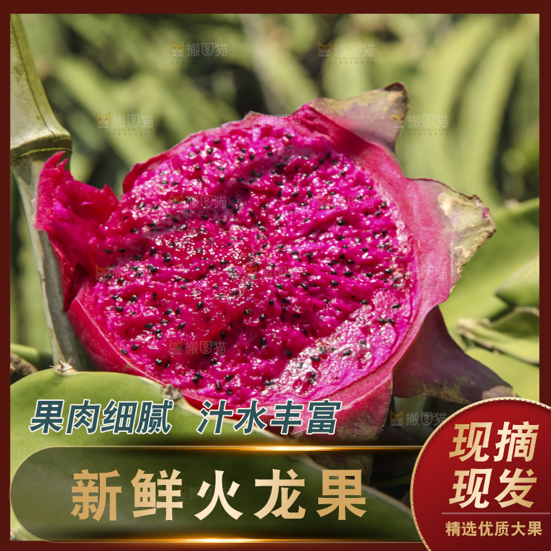 火龙果产地