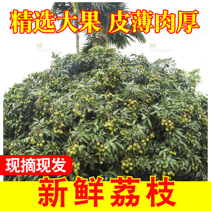 树上的荔枝