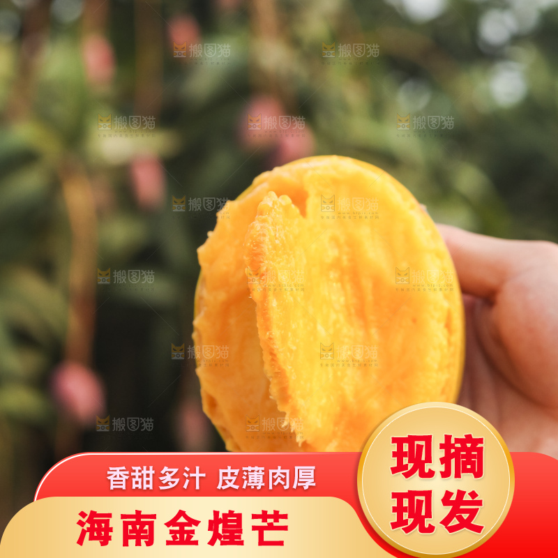 手里拿着金煌芒