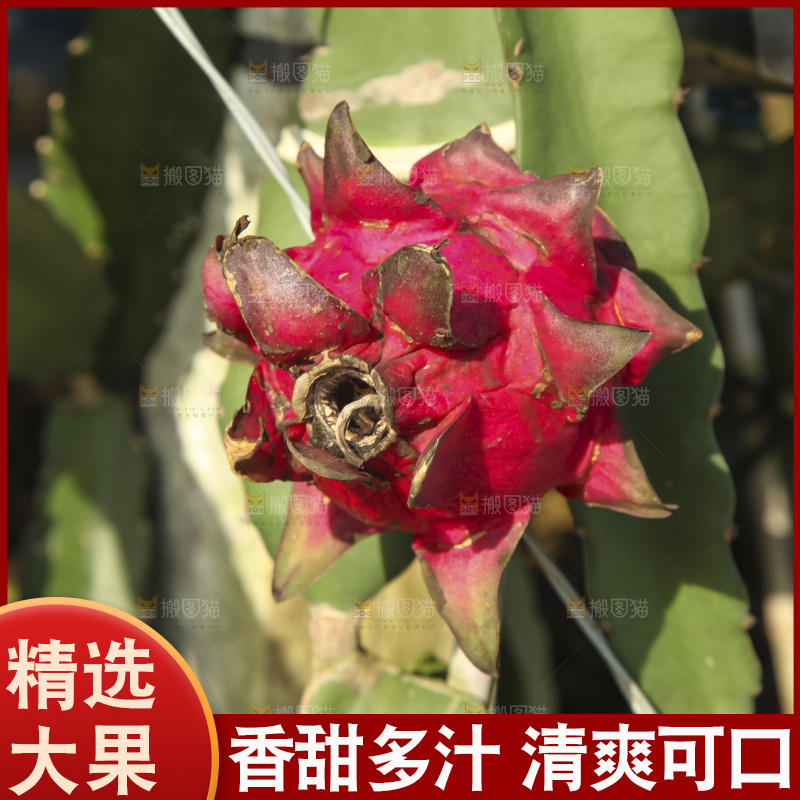 火龙果产地