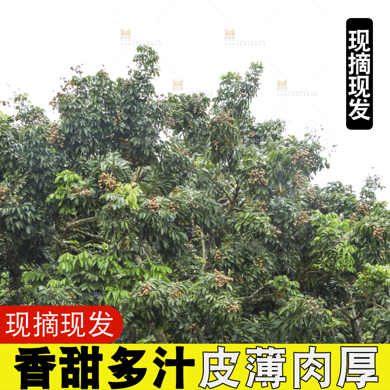 树上的新鲜龙眼