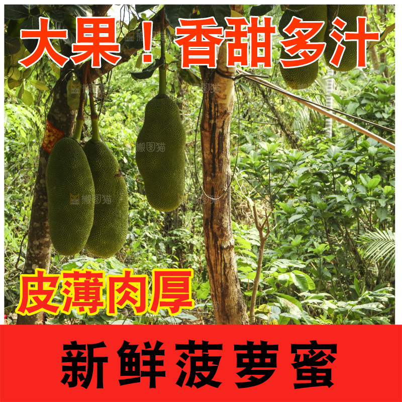 树上的新鲜菠萝蜜