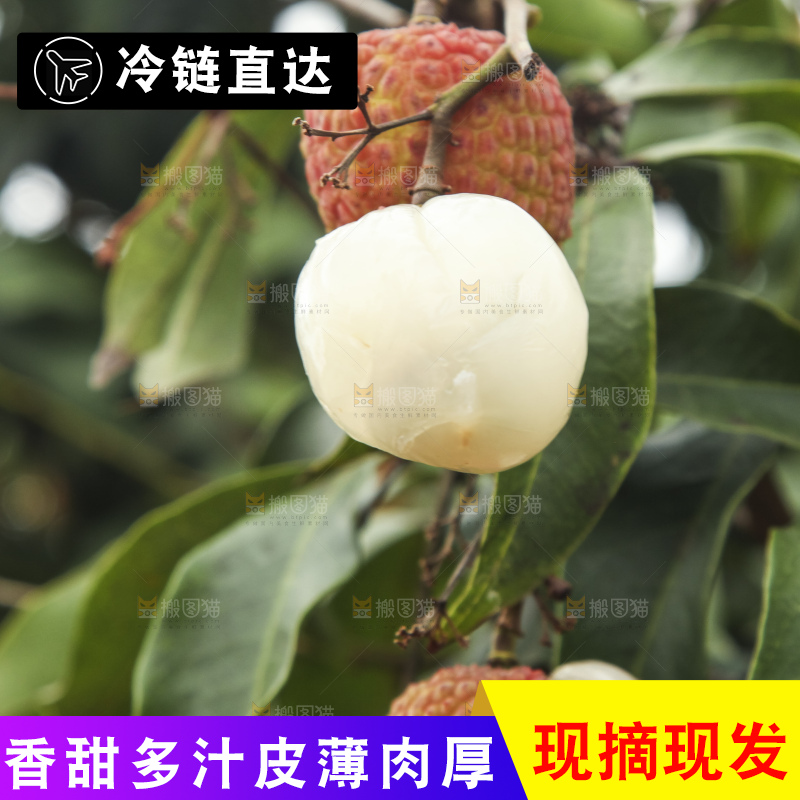 树上的荔枝