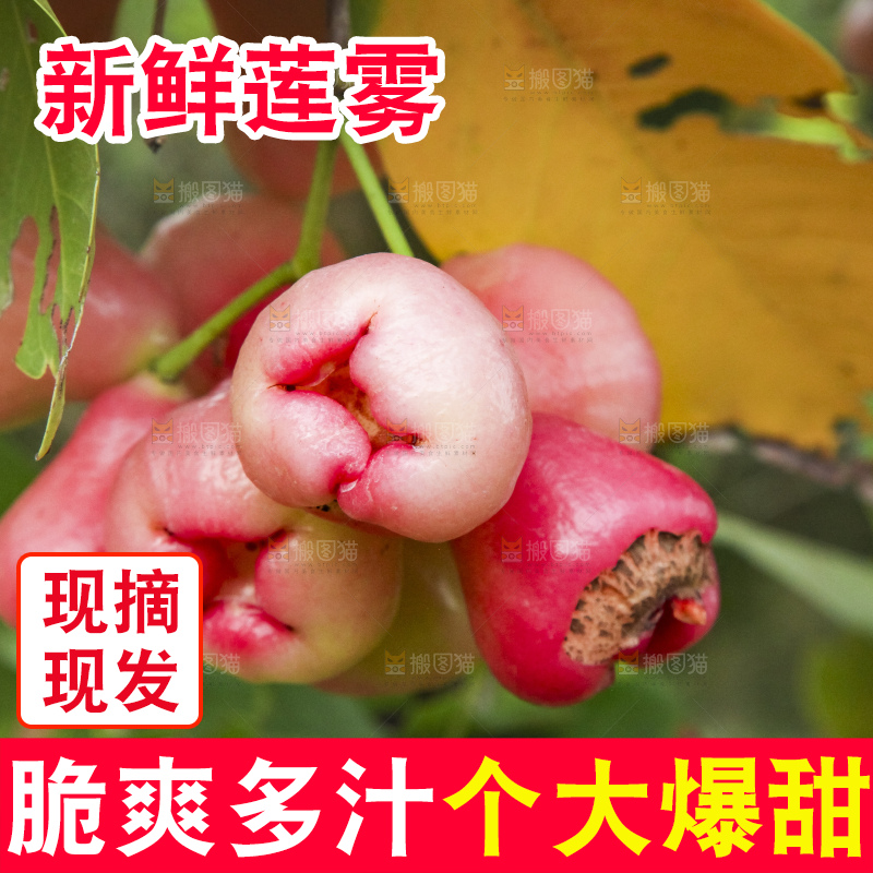 树上的新鲜莲雾