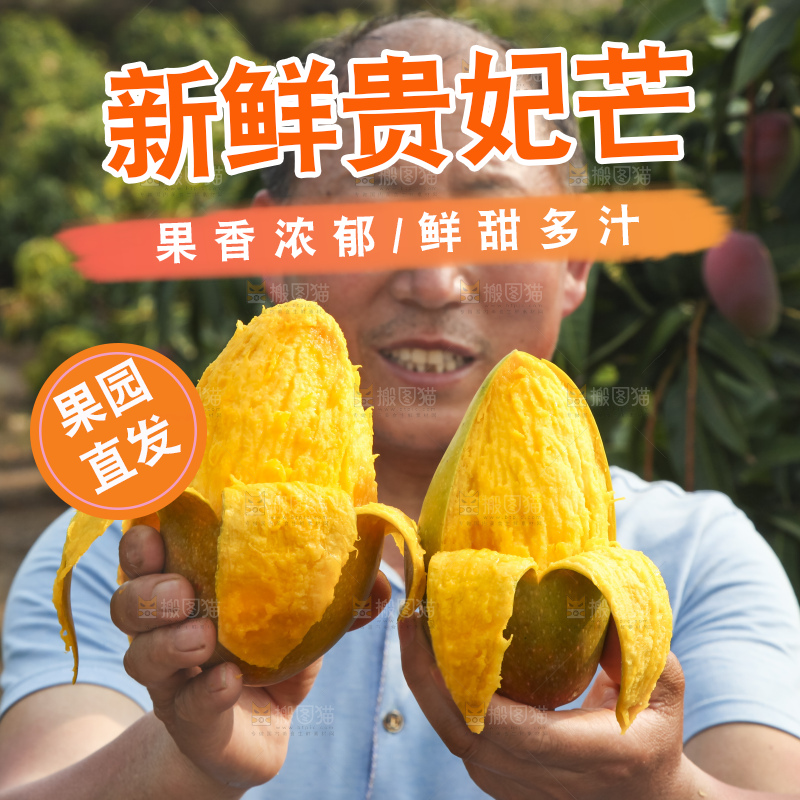 树上的新鲜芒果