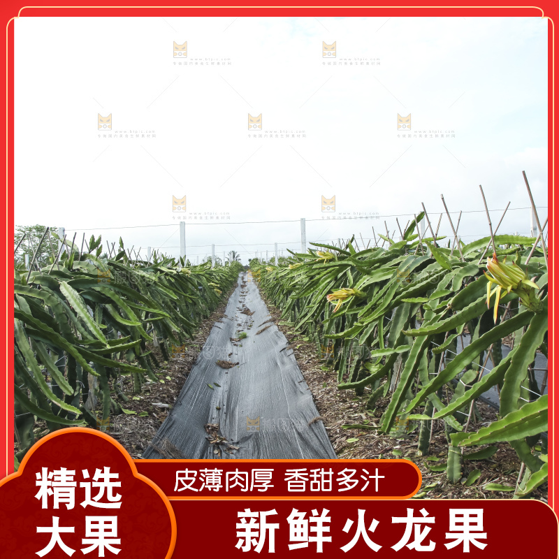 火龙果产地