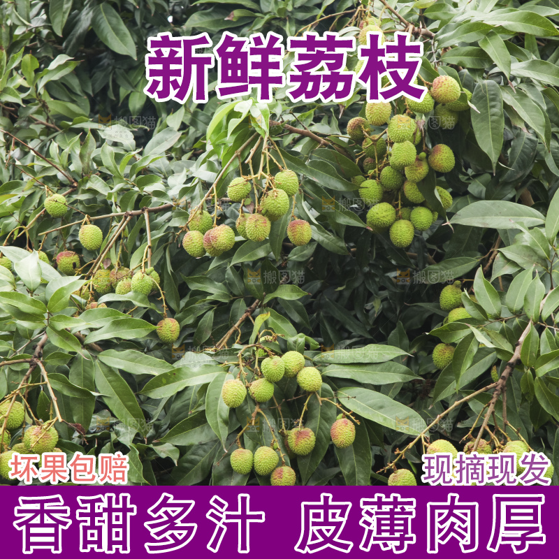 树上的荔枝